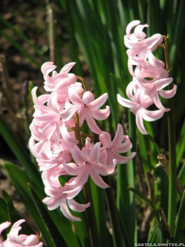 hyacinthuspinkpearlhiacyntodmianapinkpearl.jpg