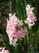 hyacinthuspinkpearlhiacyntodmianapinkpearl_small.jpg
